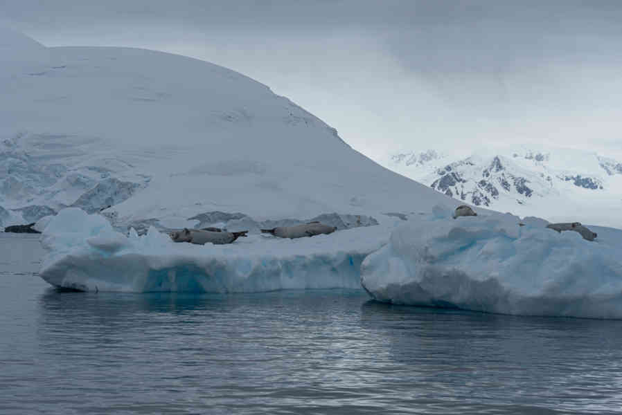 Foca de Weddell - Antártida 12.jpg